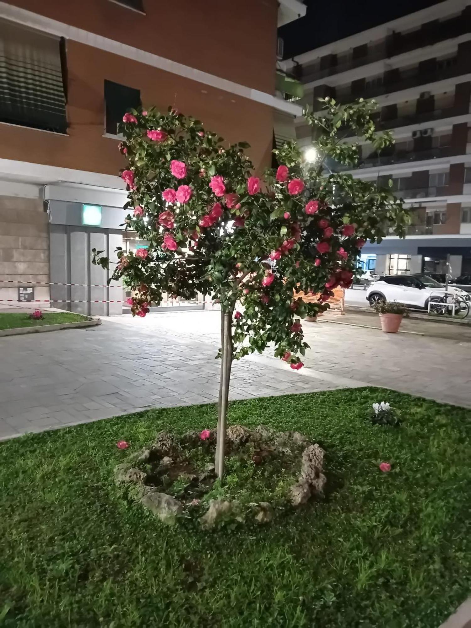 רומא Olimpica Relais Guest House מראה חיצוני תמונה
