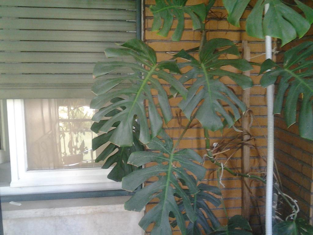 רומא Olimpica Relais Guest House מראה חיצוני תמונה